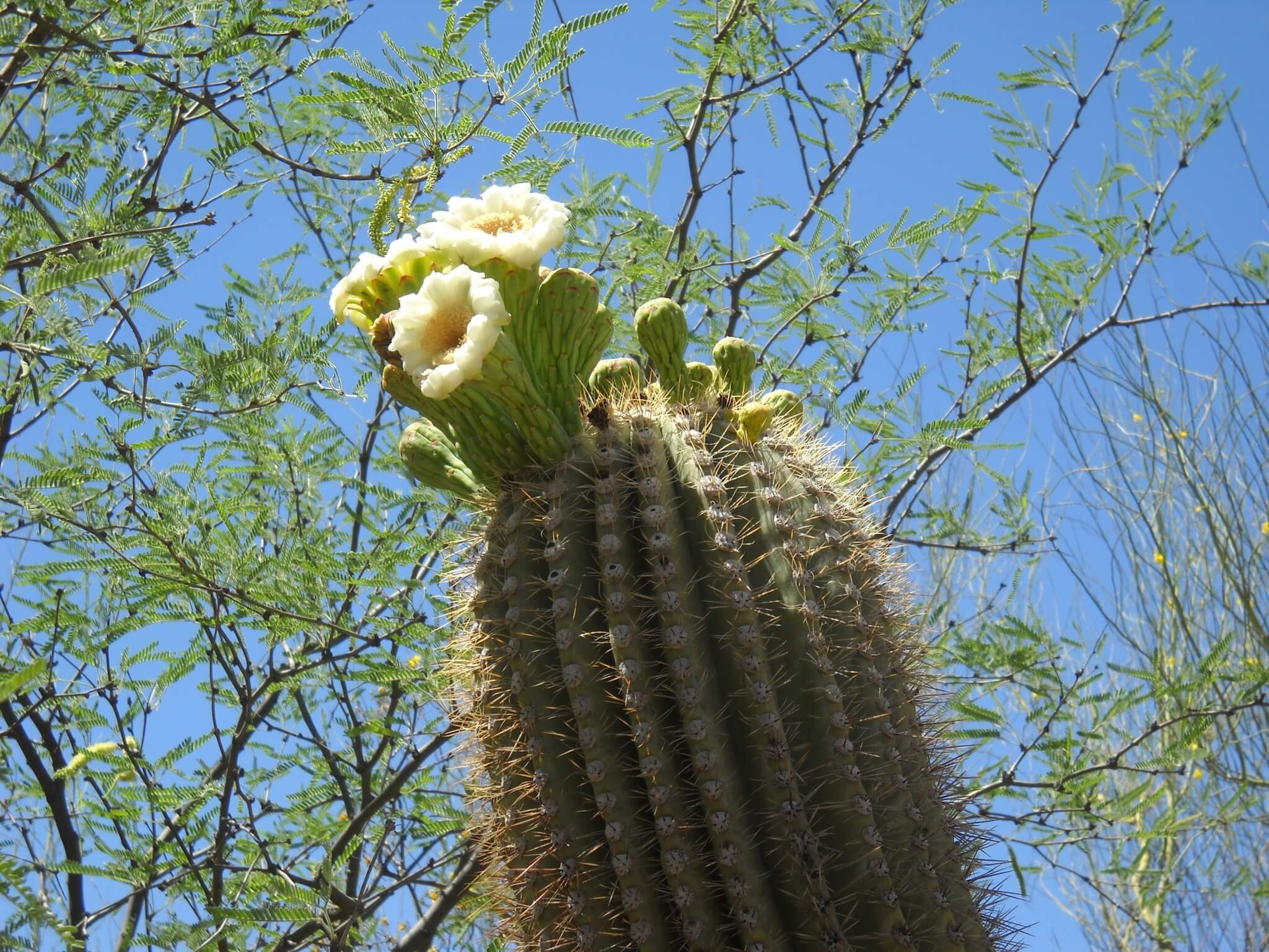 Saguaro Season